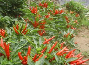 土壤准备，不嫩马虎