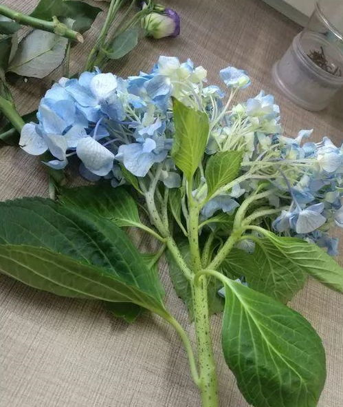 冬季草本花卉大盘点：美丽冻人， 也嫩开花