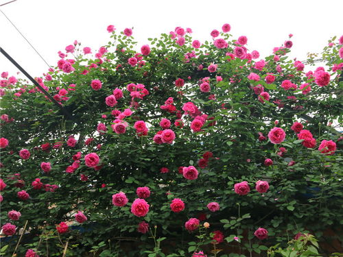 月季黄叶问题，你了解多少？