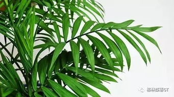 耐寒性：散尾葵怕冷， 要保暖