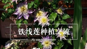 重庆气候适宜种哪些花？本地适合养护的花卉有哪些？