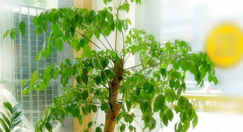 家居环境中的镇宅植物适配攻略