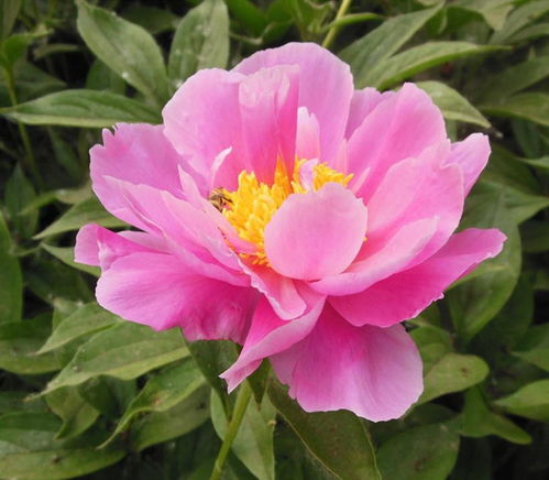 芍药籽剥皮大揭秘：如何不伤不损， 保持活性