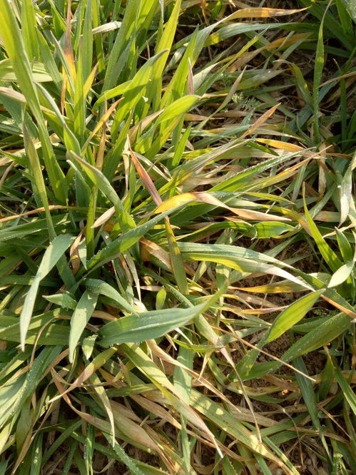 小麦叶子发黄的原因探究