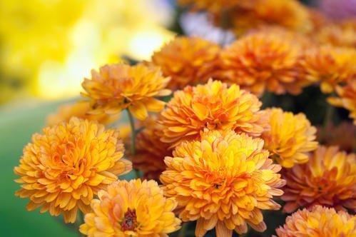 双菊香里藏秋意，这花名背后有何秘密