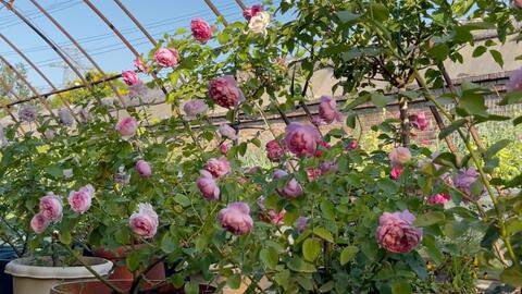 品种介绍：伊芙钱特玛丽月季