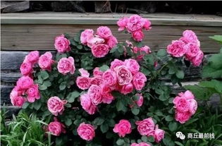 藤本月季的种植技巧