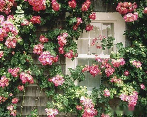 三色堇：蝴蝶花的新手友好种植