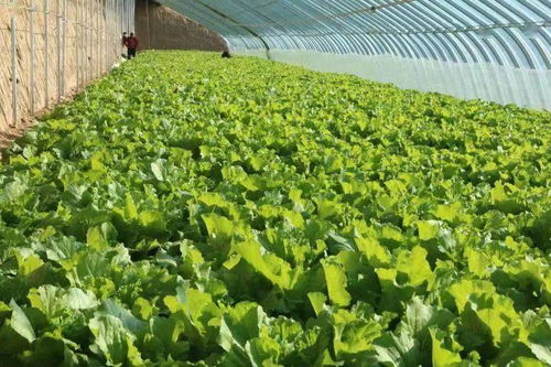 过年的喜庆过后咱们该忙啥？种菜呀！