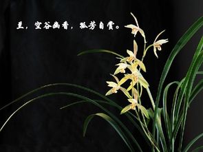 10. 浙江兰花的栽培与养护