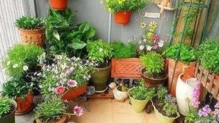 盆栽花卉肥料选择要点