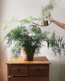 金丝猴蕨养殖指南：简易步骤与注意事项，打造理想绿植空间