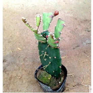 仙人球嫁接注意事项