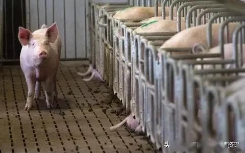 猪栏设计影响规模化养猪场动物福利