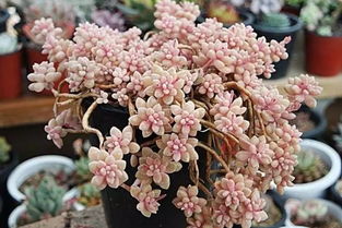 第一步：认识蔓莲家族