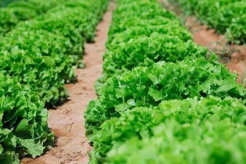 早春油麦菜种植，需掌握适宜播种期、土壤选择和田间管理