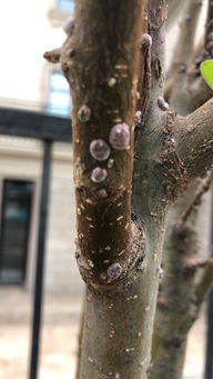 丽格海棠密虫的困扰