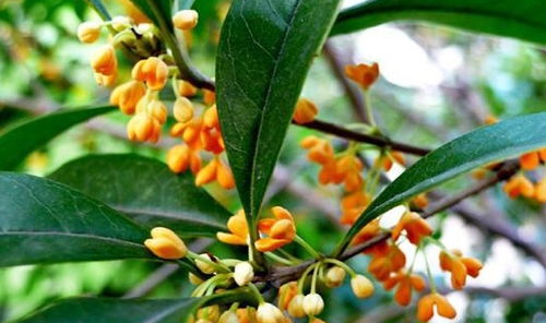 桂花树养护技巧，如何让桂花树长得更好