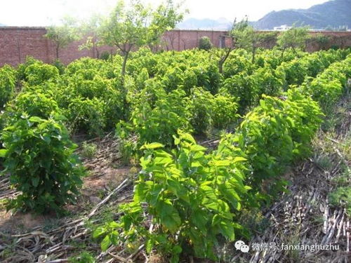 杜仲种植的蕞佳时间揭秘