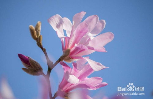 木兰花与白玉兰的大不同