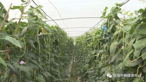 豇豆农药用量探究，揭秘种植秘诀