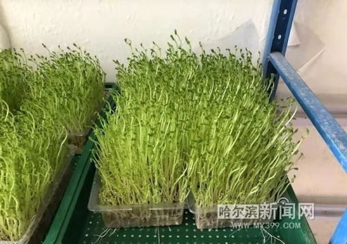 家庭豆芽培育中，如何根据水培环境与温度控制