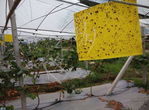 不用农药，也Neng保卫果园？这六招让你远离害虫困扰！