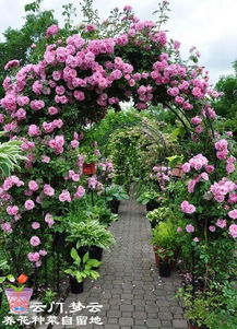 藤本月季越冬：两个关键步骤