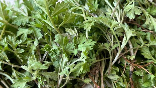 荆菜与罗勒相似，但你知道它们在味道和用途上的区别吗