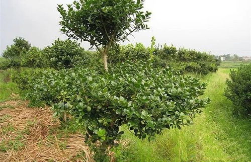 苗木经纪人的利润揭秘：真的那么高吗？