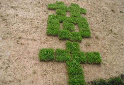 草坪种植那些事儿