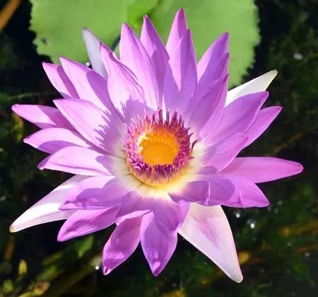 热带睡莲过冬及其承受温度