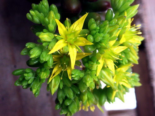 “番红花花期在几月？花期多长？”
