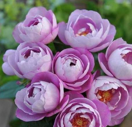 真宙月季：藤本月季， 水果香，花型好堪