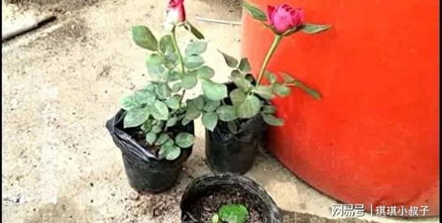 月季的健康成长，离不开施肥