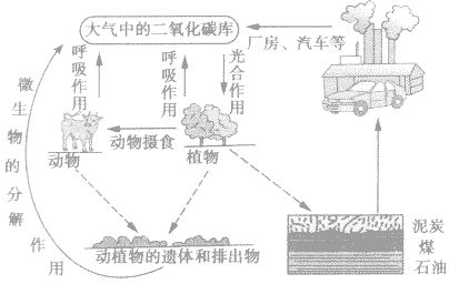 植物通过风力、动物、水流等方式传播种子