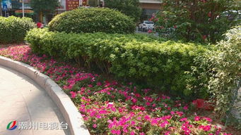 村公路旁的花儿开， 种植技巧记心间