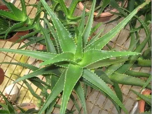 芦荟叶尖由绿转红预示开花，这是否意味着它即将迎来生命的新阶段