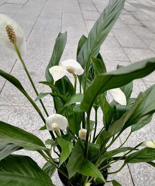 教室角落的绿色小天地