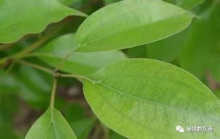 香樟树叶子的黄变之谜