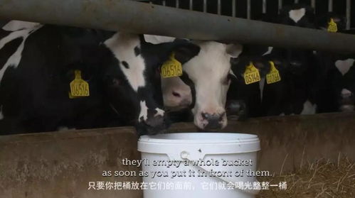 养猪场粪污变废为宝，农业循环利用新途径