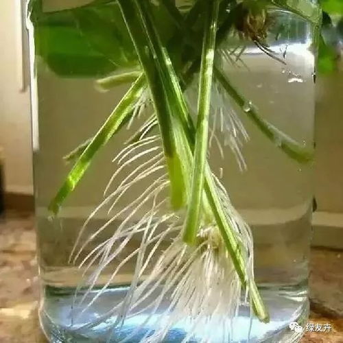 水培方法， 简单易懂