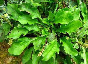 南方车前草的播种时间选择