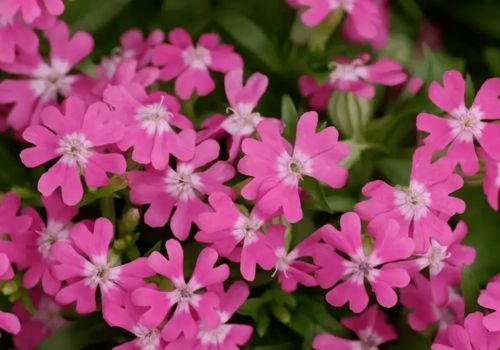 江西花卉种植， 春播杜鹃秋种菊