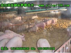 如何养仔猪少生病、长得快？