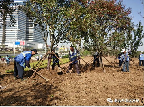 柳树播种后如何进行移植栽培以确保其成活率