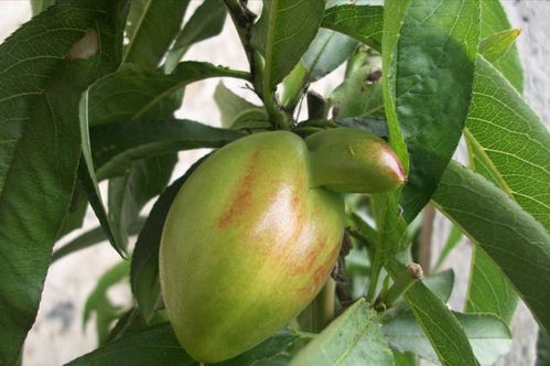 西瓜苗受药害后的紧急处理