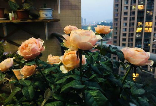 夏天施肥，要注意方法