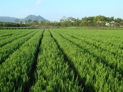 苗木场的位置与环境