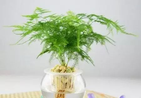 水培紫罗兰养护技巧，如何让花朵更鲜艳